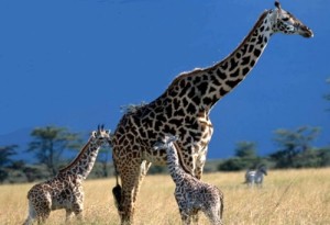 giraffe